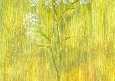 Yarrow in the Dune